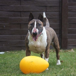 Jolly Egg Hållbar Äggformad Boll För Hunden Gul